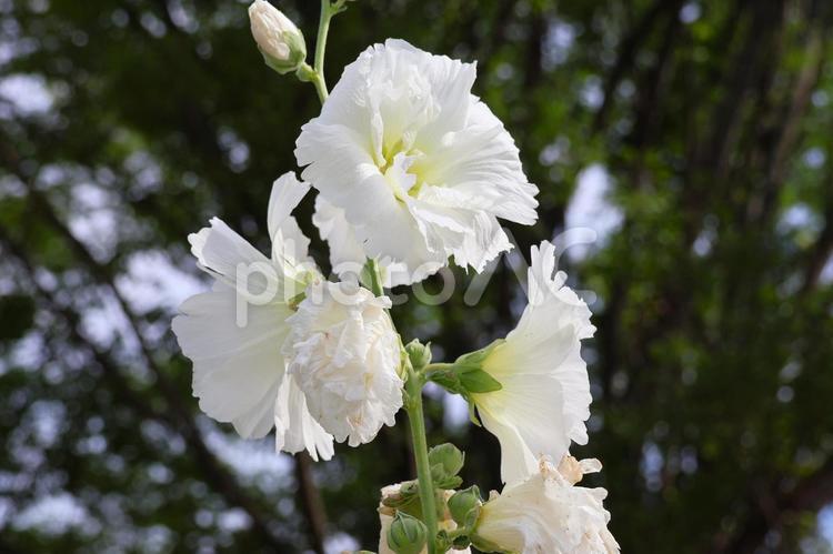 ６月上旬の仏生山公園のタチアオイの花 タチアオイ,花,植物の写真素材