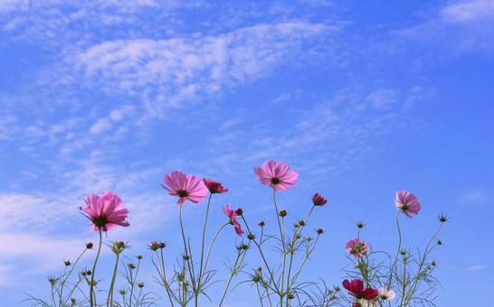 秋晴れの青空に映えるピンクの秋桜の花 秋晴れの青空に映えるピンクの秋桜の花 秋桜,秋空,秋晴れの写真素材