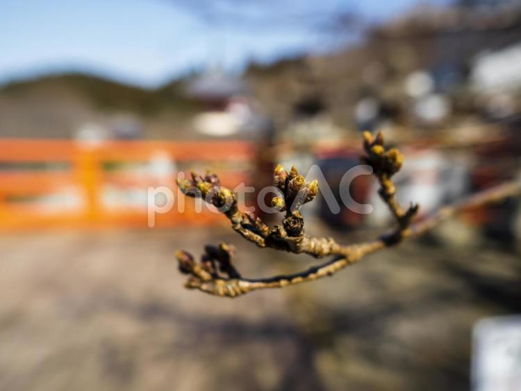 まだかたい桜のつぼみ 桜,つぼみ,桜のつぼみの写真素材