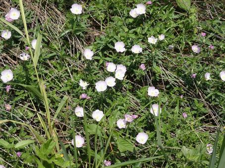 道端の小さな花 自然,屋外,道端の写真素材