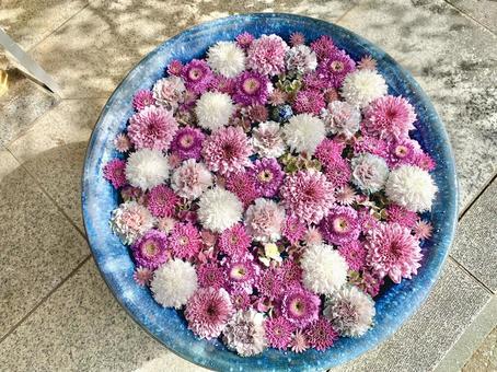 色鮮やかな花手水37 花手水,はなちょうず,手水舎の写真素材