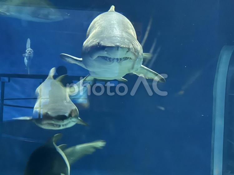 サメの正面顔 サメ,海,青の写真素材