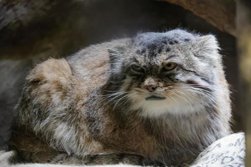 マヌルネコ マヌルネコの写真