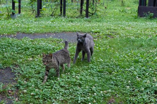 野原でじゃれる2匹の猫 野原でじゃれる2匹の猫の写真