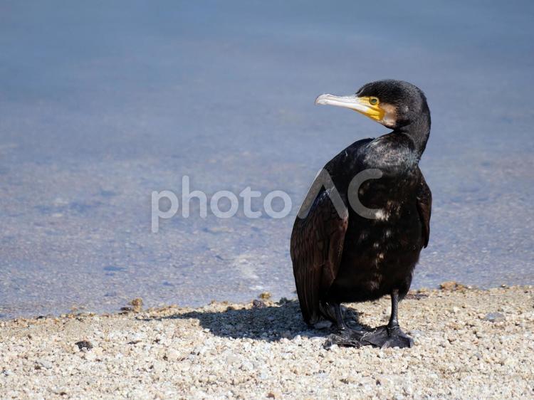 池のほとりで何かを見つめるカワウ カワウ,野鳥,水鳥の写真素材