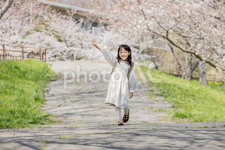 小学新一年生　桜　春　ハイテンション 新一年生,一年生,ランドセルの写真素材