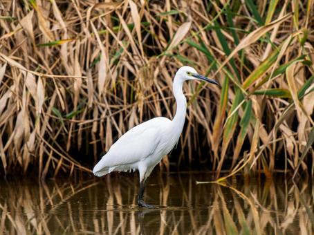 水辺のコサギ 水辺のコサギ コサギ,鳥,野鳥の写真素材