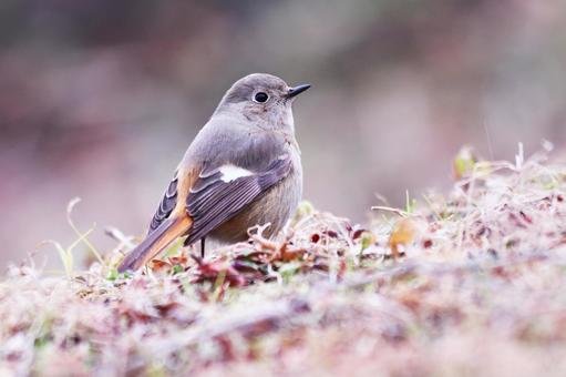 クローズアップで撮ったジョウビタキの雌 クローズアップで撮ったジョウビタキの雌 鳥,ジョウビタキ,冬の写真素材