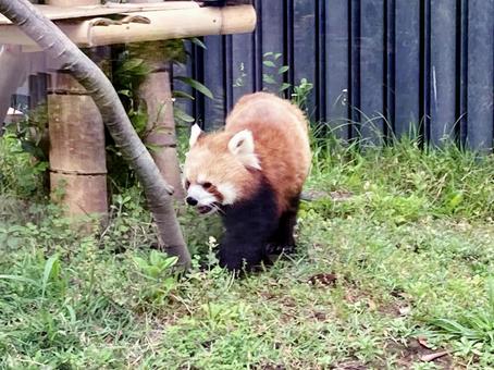 レッサーパンダ レッサーパンダの写真