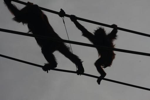 オランウータンのシルエットの写真