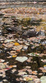 鴨 鴨,カモ,鳥の写真素材