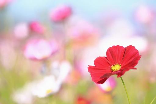 真っ赤なコスモスの写真