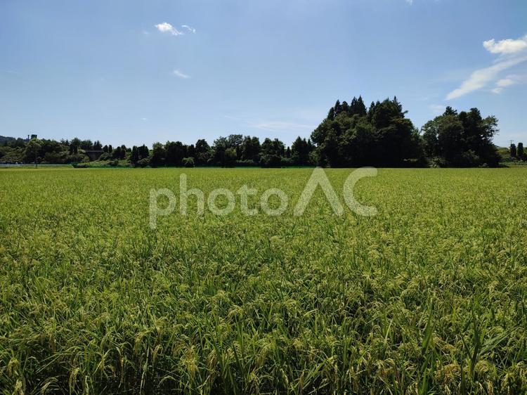 田園風景 田んぼ,田,水田の写真素材
