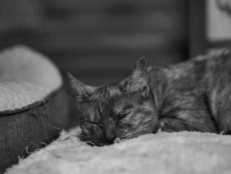 寝る猫の写真