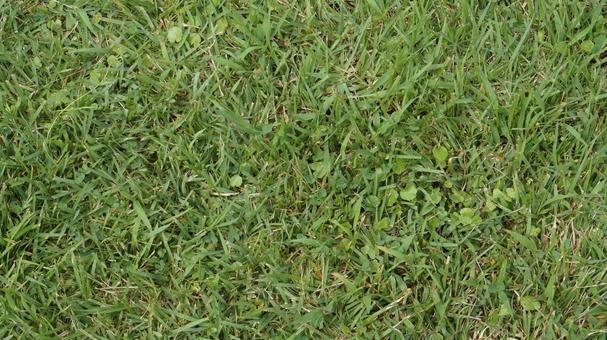 秋の芝生、上から、芝生 秋の芝生、上から、芝生の写真