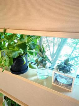 観葉植物　パイナップル　ピーチパインの写真