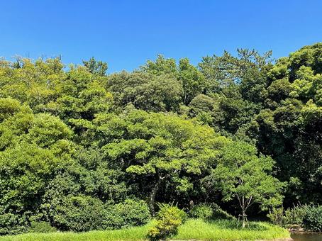 森林浴気出来る森 森林浴気出来る森 森,木,空の写真素材