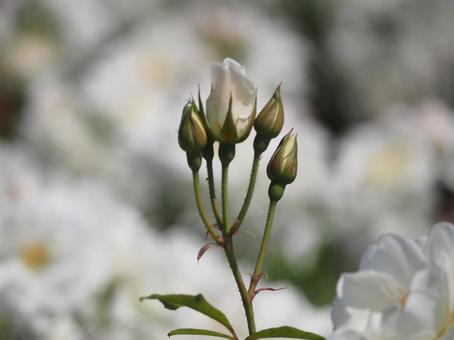 白いバラ　アイスバーグ　つぼみ⑧ バラ,薔薇,花の写真素材