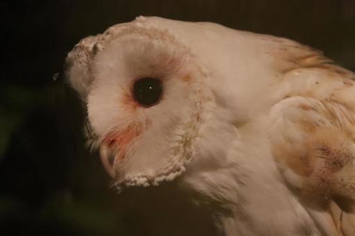 夜のフクロウ 夜のフクロウの写真