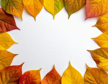 紅葉した葉っぱ 紅葉した葉っぱの写真
