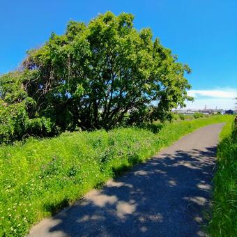 晴れの日の遊歩道 歩道,道,遊歩道の写真素材