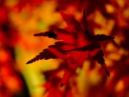 ライトアップされた紅葉 ライトアップされた紅葉の写真
