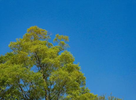 爽やかな新緑と青空 夏イメージ,青空,風景の写真素材
