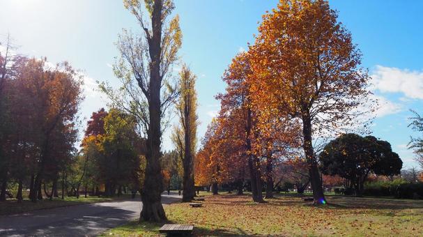 秋の水元公園・ポプラ＆プラタナス・葛飾区 秋,水元公園,紅葉の写真素材