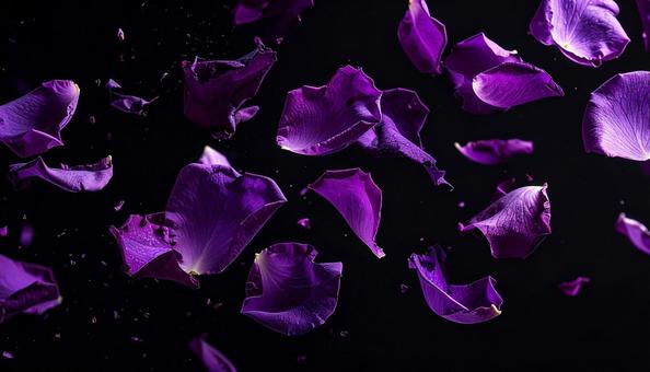 黒背景に映える紫の薔薇の写真