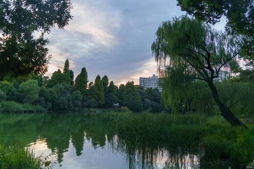 夕方の井の頭公園 夕方,井の頭公園,井の頭池の写真素材