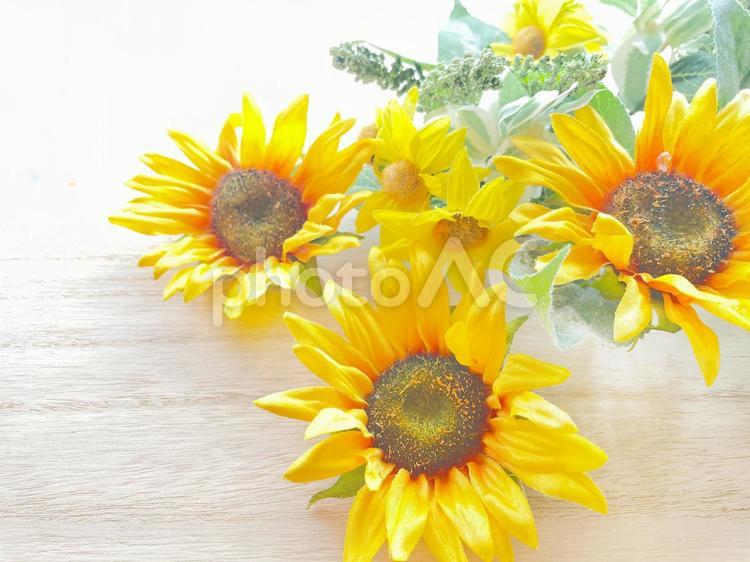 夏の花　可愛いひまわり ひまわり,向日葵,背景の写真素材