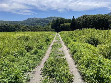 田舎の畔道 田舎の畔道 旅,秘境,夏休みの写真素材