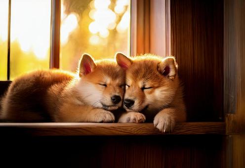 柴犬の子犬が寝ている 柴犬の子犬が寝ているの写真