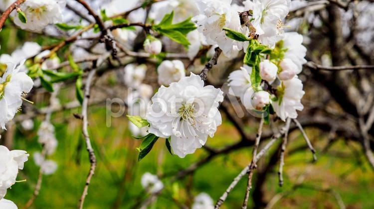 春の畑に咲く桃・深谷市の郊外（埼玉県） 春,桃,花の写真素材