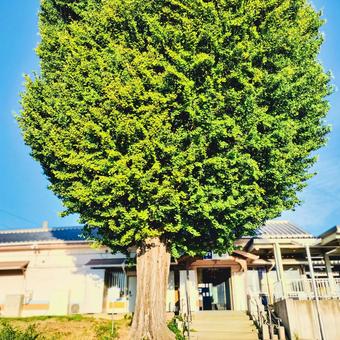 JR新田駅前のイチョウ JR新田駅前のイチョウの写真