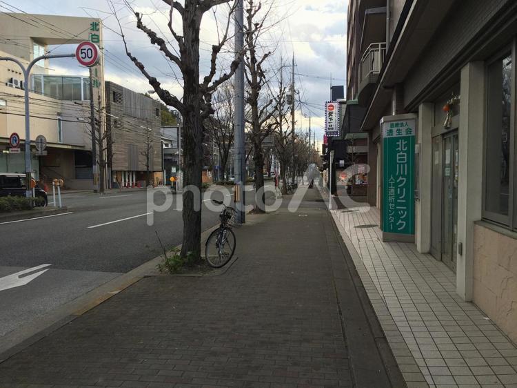京都白川通の歩道、冬で落葉しハゲた街路樹 白川通,道路,歩道の写真素材