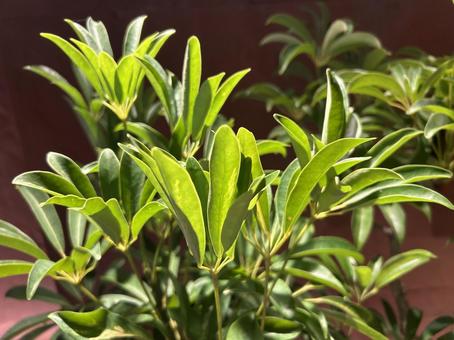 観葉植物　シェフレア 観葉植物,緑,ライティングの写真素材