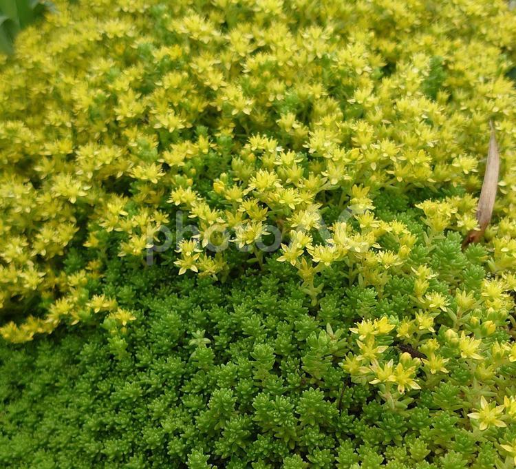 緑の絨毯 緑,自然,草の写真素材
