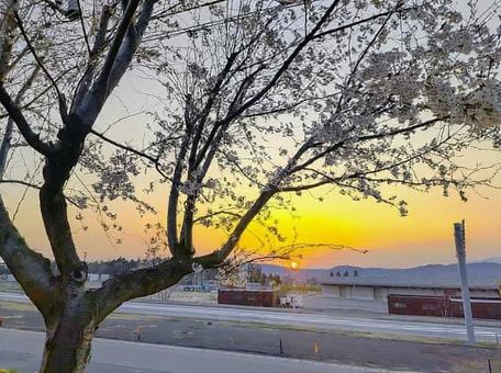朝焼けの中の桜 朝焼けの中の桜の写真