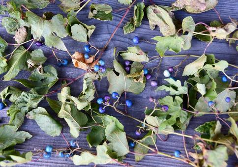 並べたノブドウの実 ノブドウ,青,青い実の写真素材