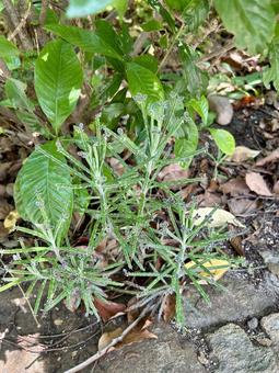 キンチョウ(錦蝶)の葉っぱ キンチョウ(錦蝶)の葉っぱ キンチョウ,錦蝶,多肉の写真素材