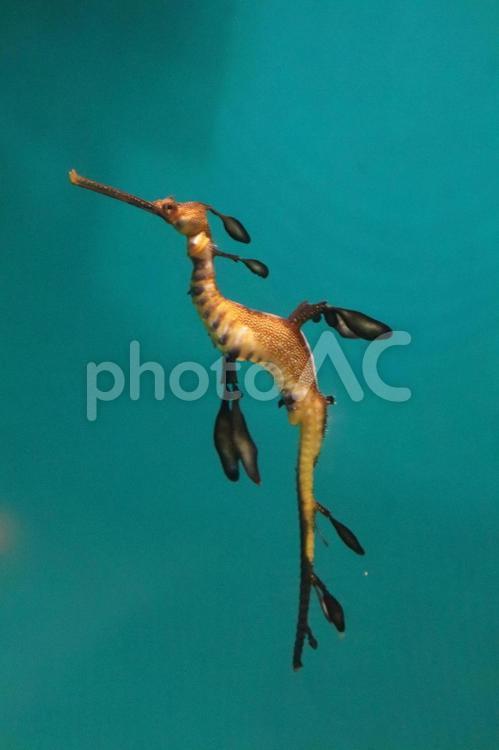 泳ぐウィーディー・シードラゴン ウィーディーシードラゴン,タツノオトシゴ,シードラゴンの写真素材