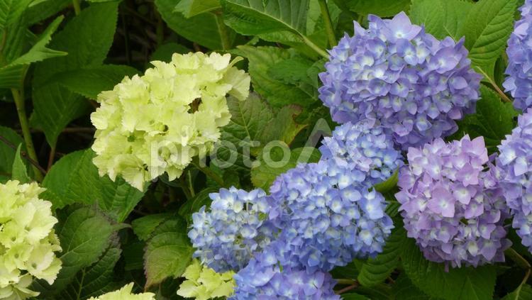 雨の日のアジサイの花　1 アジサイ,あじさい,紫陽花の写真素材