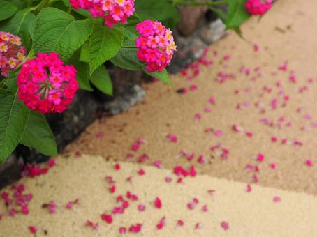 ランタナの写真