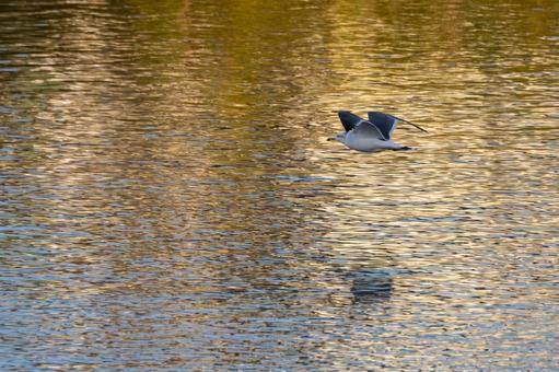 ウミネコの飛翔⑵ 鳥,ウミネコ,飛翔の写真素材
