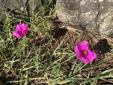 並んで咲く午後 並んで咲く午後 ピンクの花,ポーチュラカ,夏の花の写真素材