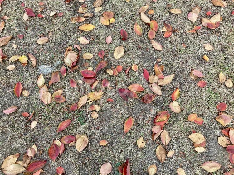 まばらに散らばる落ち葉 落ち葉,紅葉,地面の写真素材