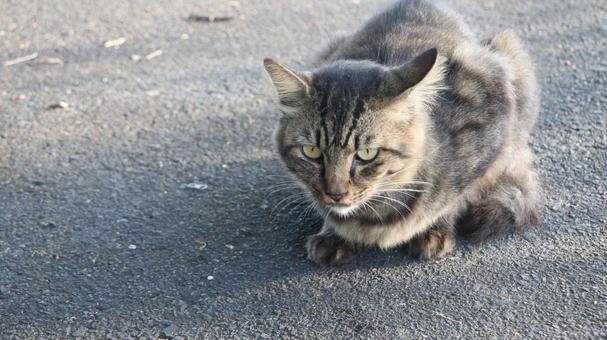 キジトラ猫 猫,キジトラ,野良猫の写真素材