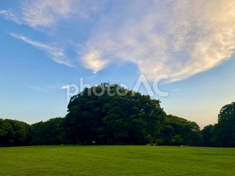 砧公園の夕暮れ風景　東京都世田谷区 公園,砧公園,夕暮れの写真素材