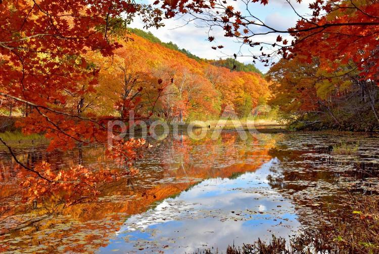 福島南会津の矢の原湿原の紅葉 紅葉,秋,風景の写真素材